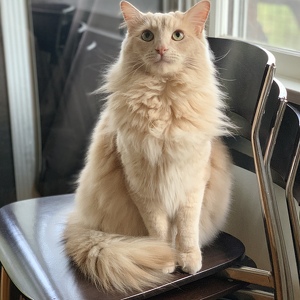 Fundraising Page: Deana Marconi